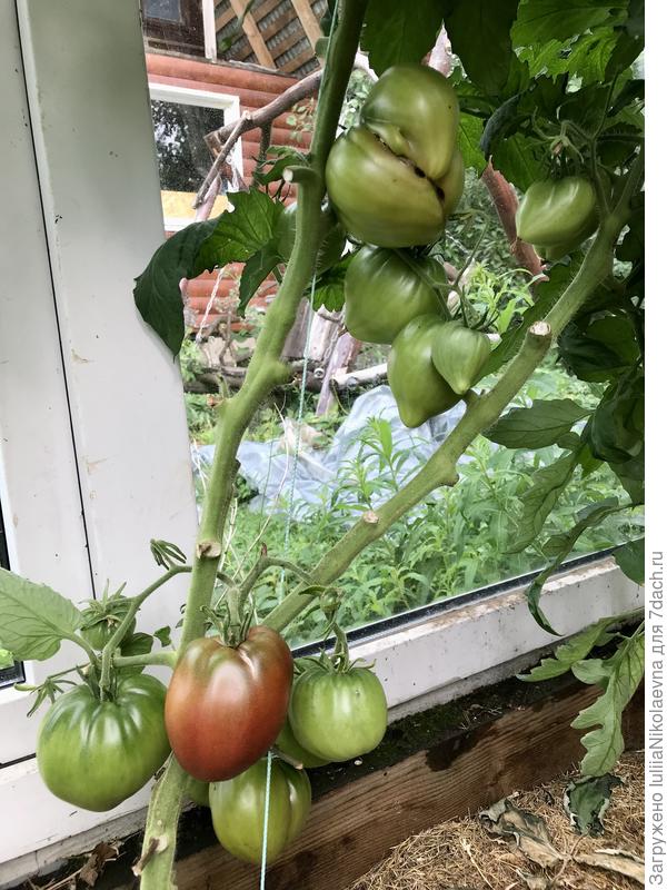 28.07.24. Начинают созревать