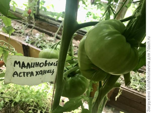 28.07.24. Плодов немного, но крупненькие