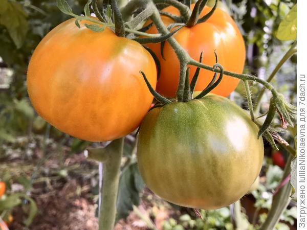 27.07.24. Уже мало что на кусте осталось. Первыми в салаты ушли