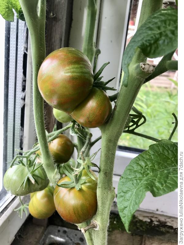 28.07.24. Сняли с дочкой пару плодов. Ни я, ни она не впечатлились вкусом. Какой-то не помидорный вкус