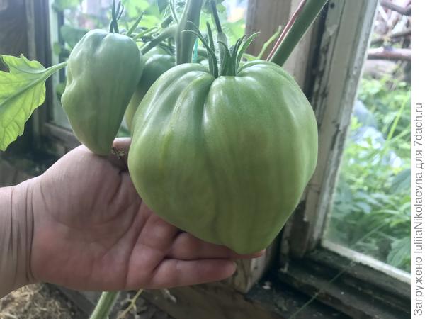 28.07.24. Растут, но зреть не собираются