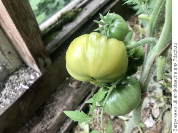 28.07.24. На первой кисти вроде решил начать зреть. Очень разношёрстные плоды. И мелкие, и сердцевидные, и ребристые