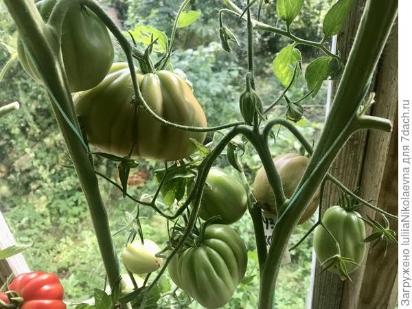 29.07.24. Сидит у восточной стенки теплицы. Солнца предостаточно, но только начинает зреть