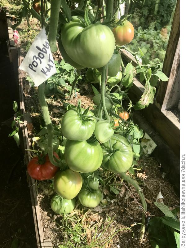 29.07.24. Ах, какой молодец!