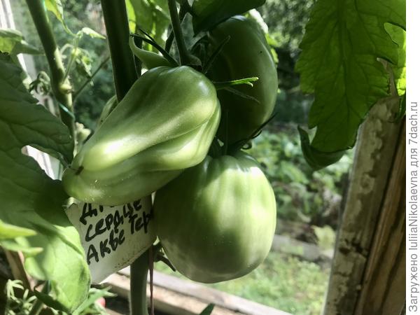 28.07.24 .Крупные, но размером пока не поражают