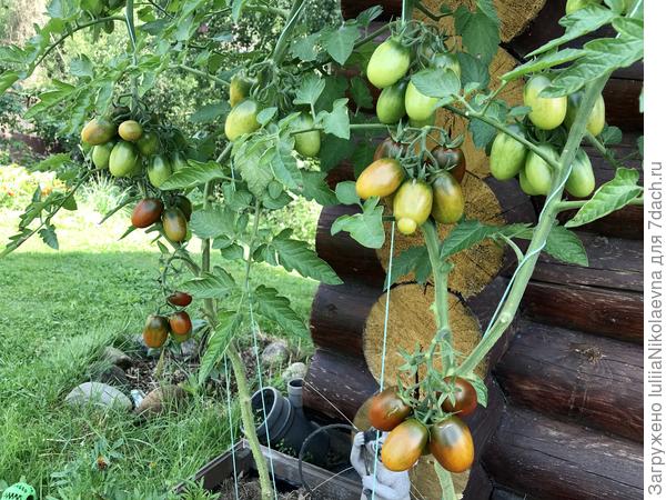 29.07.24. Молодец, урожайный