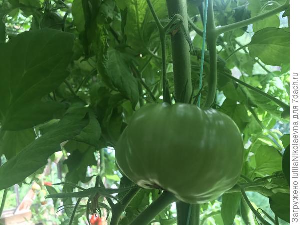 28.07.24. Почти все цветки скинул. И десятка плодов на кусте не завязал