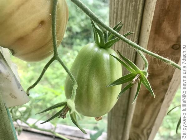 29.07.24. Плоды разные по форме. Как на картинке - только четверть. Остальные вот такие