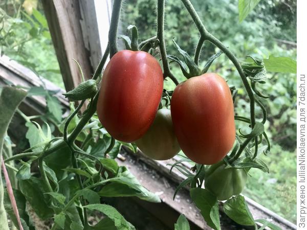 29.07.24. Второй куст вот с такими плодами. То ли я пересортила, то ли в пакетик попало семечко другого сорта