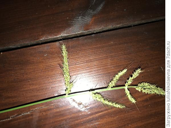 Колосок поближе