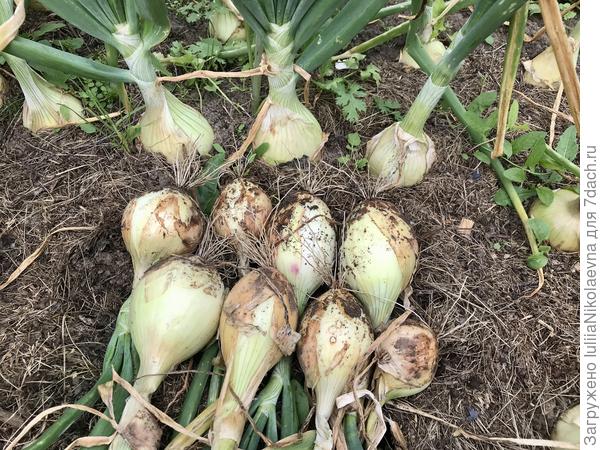 Выборочно уже убираю урожай