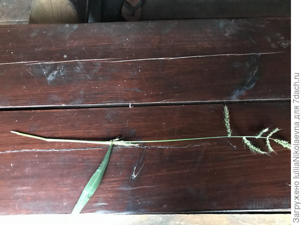 Вот ветку оторвала