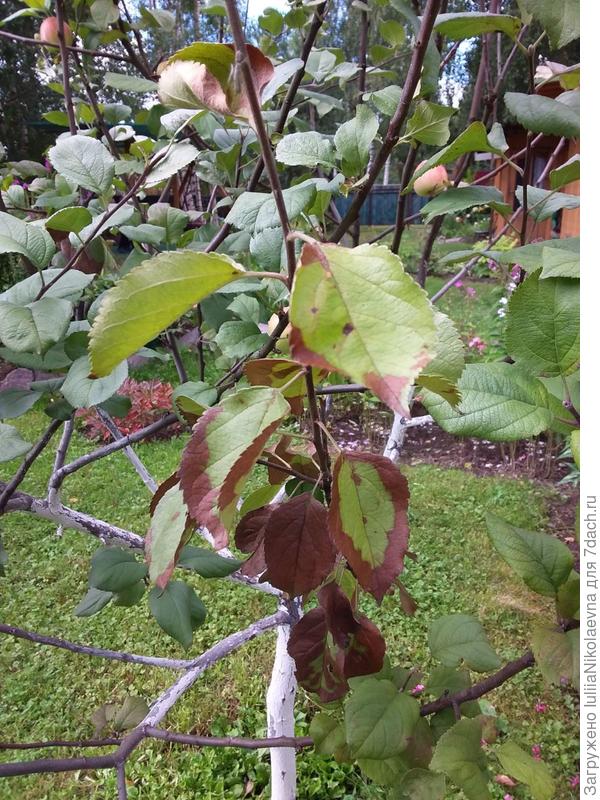 Потом гибнет