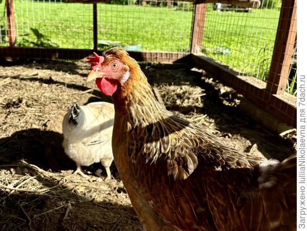 Вот эта красотка. Крупная, здоровая, аппетит хороший. Но не несётся.😞