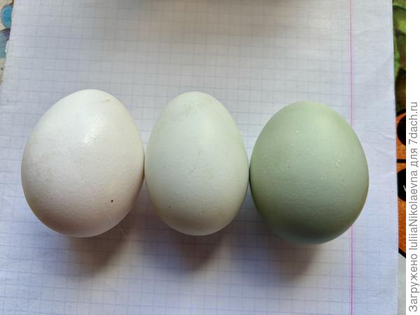 Вот результат. первое яйцо от белой курочки. Второе от её сестры хохлатой, и третье от этой курочки-дылдочки. Во какое зелёное! И не маленькое для первого раза. Я очень рада🥳🥳🥳