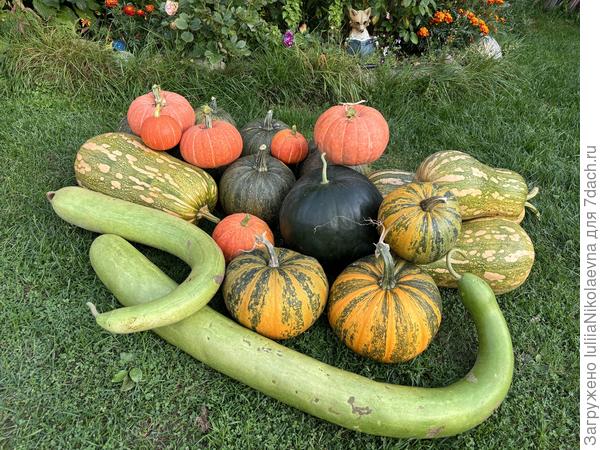 Мои тыквы 2024. Мускатная семейная похожа на кабачок-переросток. Весом получились от 5 да 11 кг