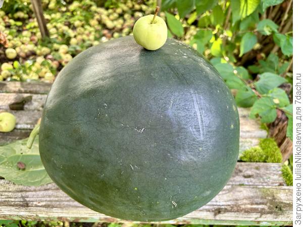 Арбузик и яблочко белый налив. 24 августа