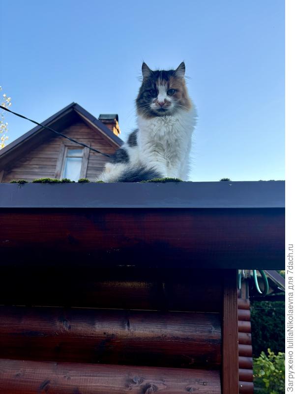 Вот. Сансара на плоской крыше сидит. С этого ракурса не понятно размер крыши, но не маленькая. 3x6