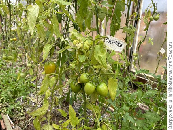 27 октября соседствующие с ними другие томаты