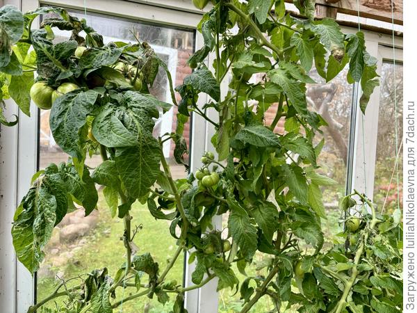 27 октября. Гномы