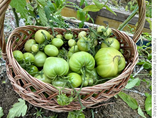 27.10.24. Пара ведер зелёных томатов переезжает в дом на дозаривание