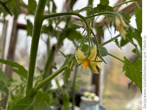 27.10.24. Милый дурачок, думает, что лето будет вечным😊