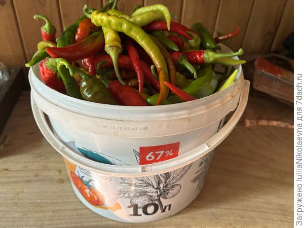 Урожай из ОГ 2024. С 10 кустиков, натыканных на 1 кв. метре