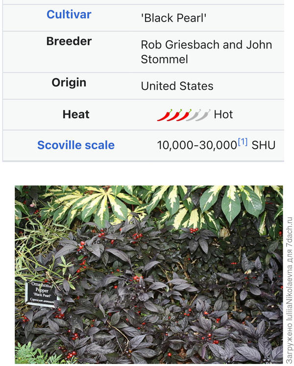 Выведен в 2006 году в Америке