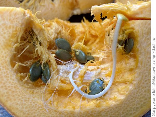 Вскрыла сегодня тыкву, а там семечки начали прорастать