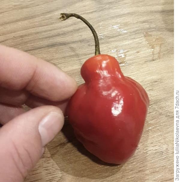 Эта «грушка» выросла в Колумбии. Теперь и у меня будет расти) Куда я всё это сажать буду?🙈