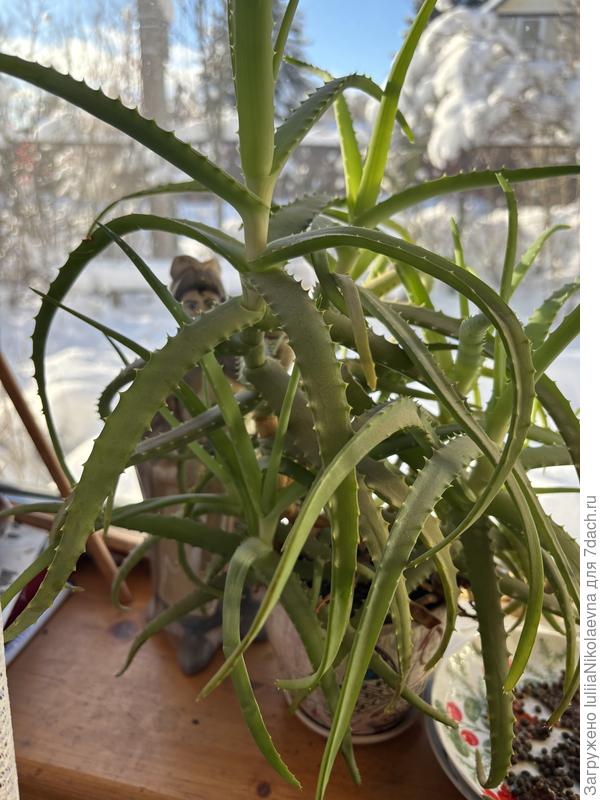 Алоэ зимой не нуждается в регулярном поливе