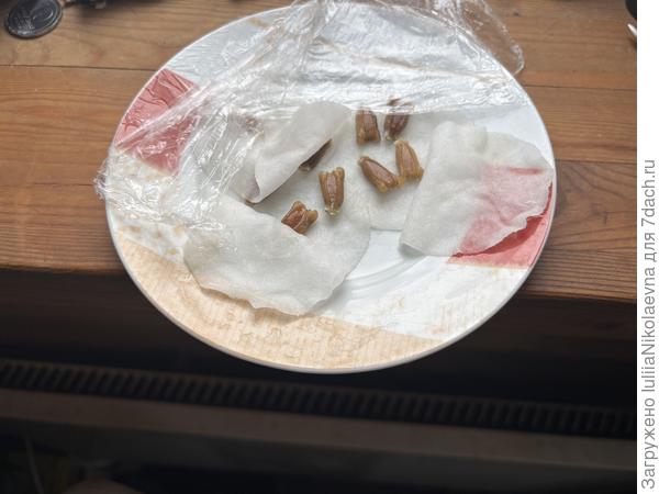 Семена толстенькие🤷‍♀️