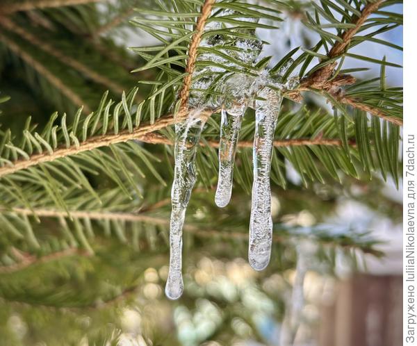 Два сосулька