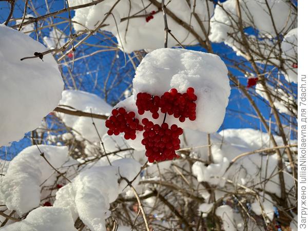 Зима была тёплая, для птиц не голодная. Это заметно по опустошением моих кормушек и множеству невостребованных ягод на кустах