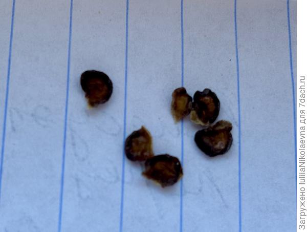 Венесуэльская «груша»