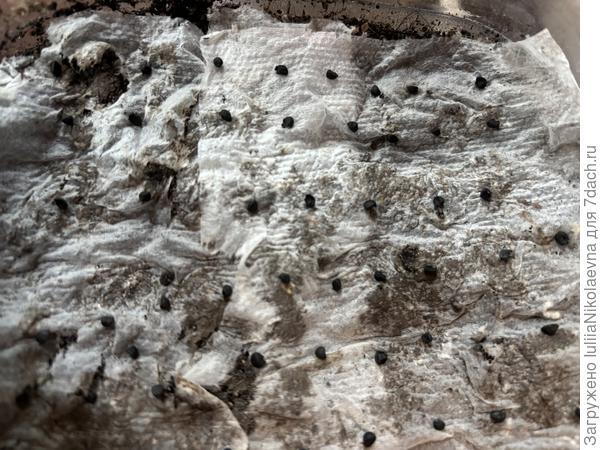 Оказалось, что по сравнению с прошлым годом я вообще ничего не вижу. Не понимаю, куда семечко падает. Тогда взяла трехслойную туалетную бумагу без отдушки, разделила её на отдельные слои, бумагу положила на грунт и посеяла уже на бумагу. На контрасте видно куда семечко упало