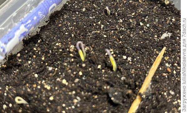 Странная Розовая пантера