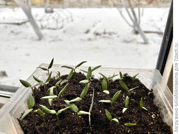 Весь подоконник заставлен острячками. вот и куда я их после пикировки ставить буду?🤔 И где взять на всех стакашки🙈