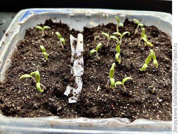 У меня сегодня так. Гном Пурпурное сердце, вторые сутки от всходов