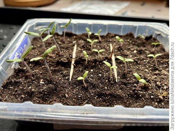 Мой гномий огород😊