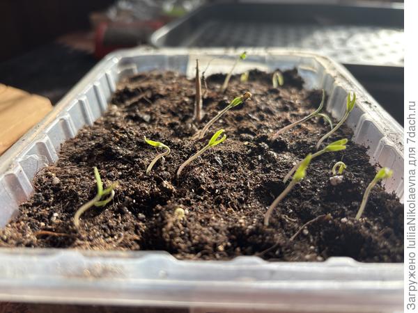 Все легли по направлению к лампе. Ибо у нас пока ещё не солнце, а бутофория🤷‍♀️