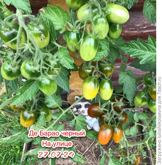 Вкусовые качества средние. Зато плодовит, пошёл в основном в закрутки