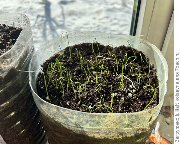 Сегодня солнышко пробивается из-за тучек. Экстерн начал расправлять петельки