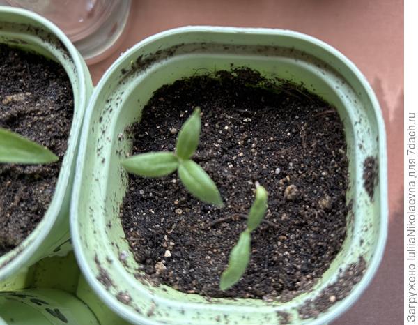 Трёхлистник