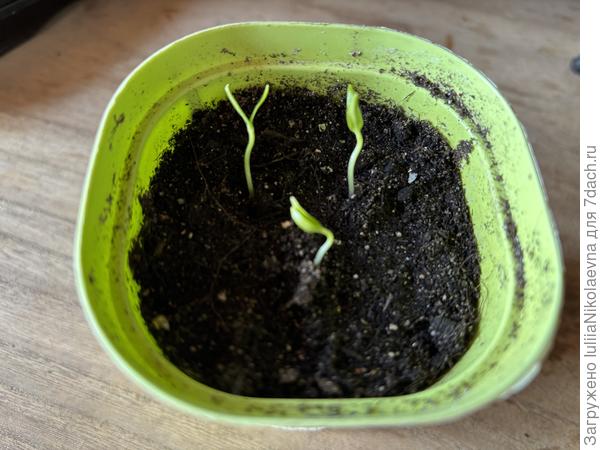 Посев 9 марта