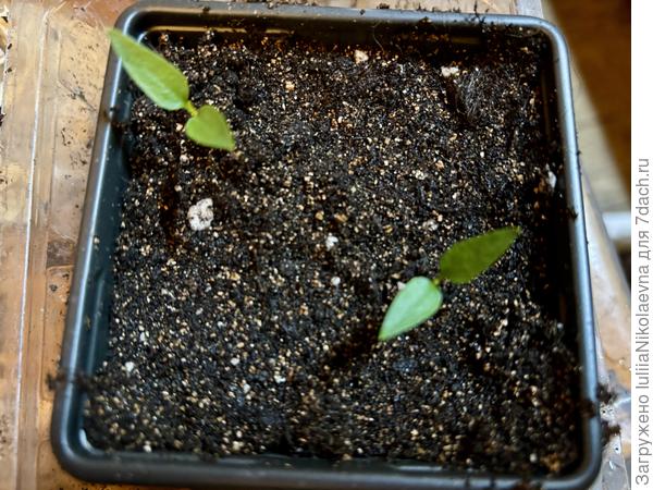 В стаканчик 0,5 по две штучки рассаживаю