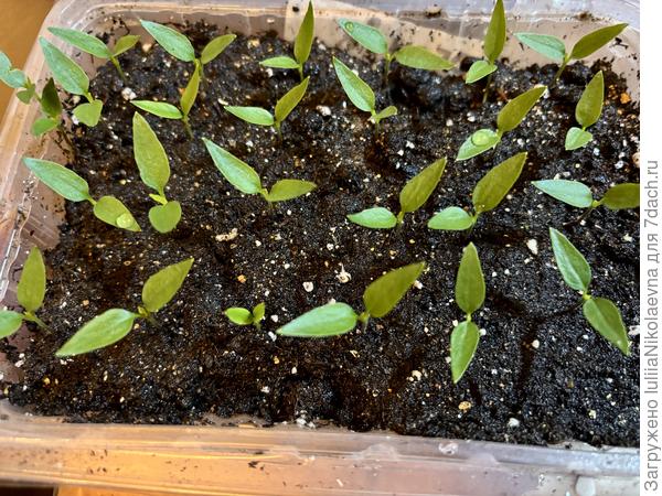 Плошка с маленьким Огоньком. Очень милый декоративный перчик с очень жгучими плодами. Семена свои. 100% всхожесть