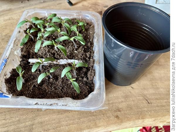 Стакан большой, а растения крошечные