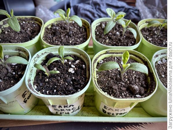 Вот так сегодня