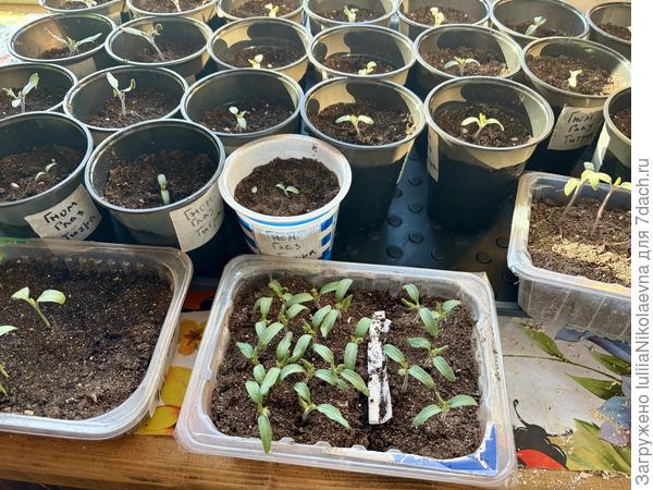 Гномы.  Распикированные в 0,5 и те, кого ждёт эта процедура